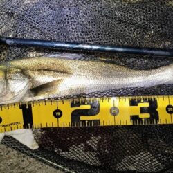 終了前に時合い⋯