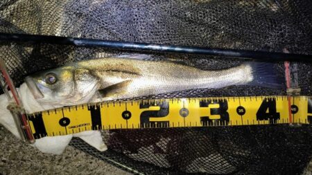 終了前に時合い⋯