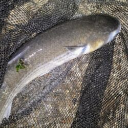 入れ食いは続かなかった⋯