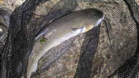 入れ食いは続かなかった⋯