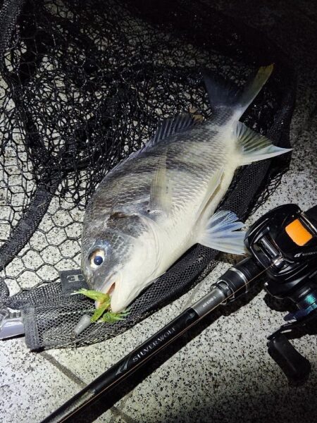 よなよなチニング