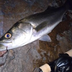 ベイトでメバリング