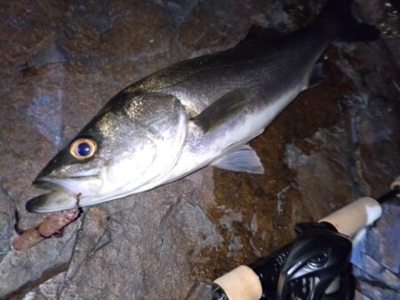 ベイトでメバリング