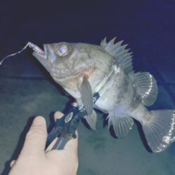 メバルプラッキング🎣