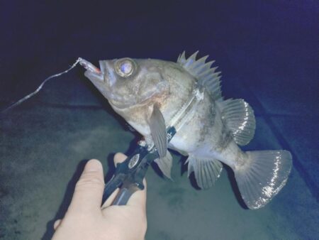 メバルプラッキング🎣