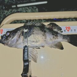 とにかく釣りたいメバリング