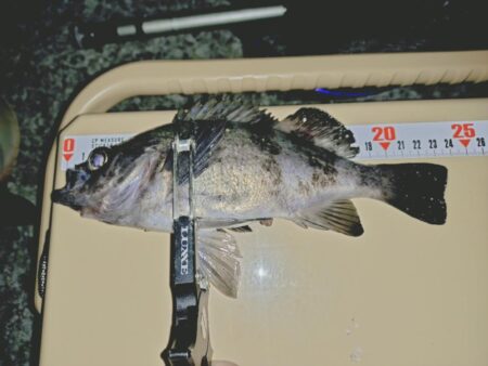 とにかく釣りたいメバリング