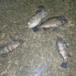 のんびりメバル狙い