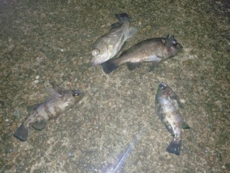 のんびりメバル狙い