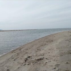 マゴチが釣れました!