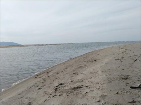 マゴチが釣れました!