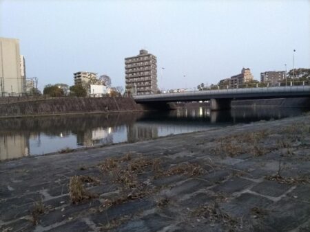 都市型河川でマゴチが釣れました!