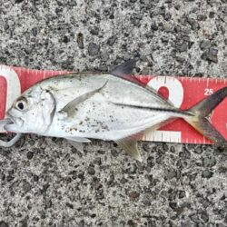 マイクロベイトパターン！