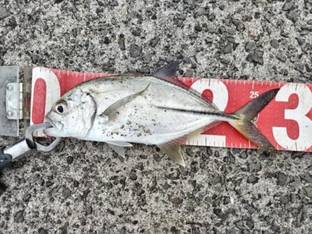 マイクロベイトパターン！