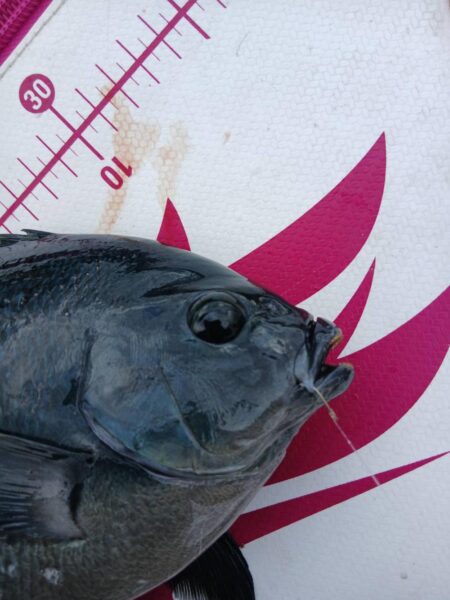 和歌山市江（吉丸渡船）でグレ釣り