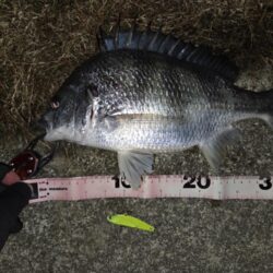 のっこみチヌ！