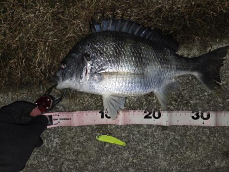 のっこみチヌ！