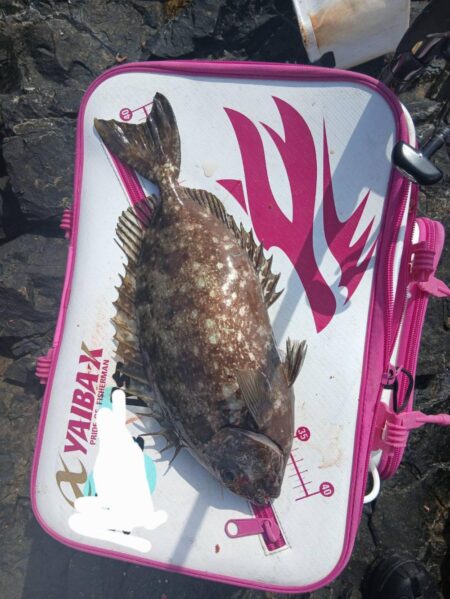 和歌山県串本で磯釣りトーナメント