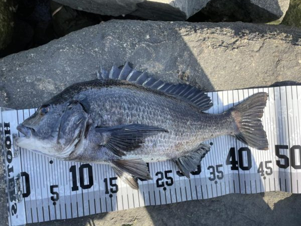 イチノ兄弟、釣果！