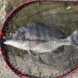 イチノ兄弟、釣果！