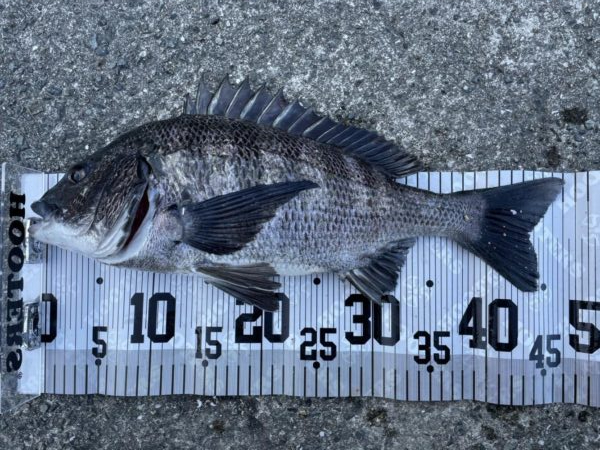 イチノ兄弟、釣果！