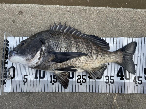 イチノ兄弟、釣果!