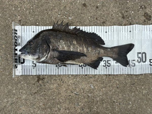 イチノ兄弟、釣果!