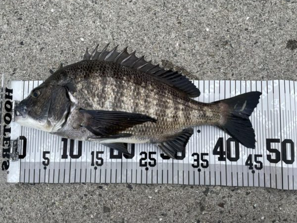 イチノ兄弟、釣果！