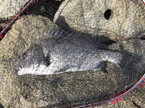 イチノ兄弟、釣果!