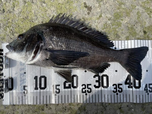 イチノ兄弟、釣果!