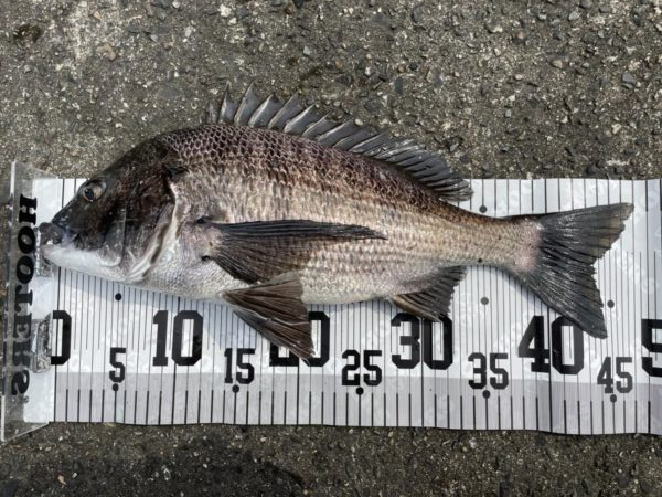 イチノ兄弟、釣果!