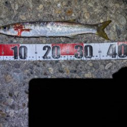 アジングのつもりが