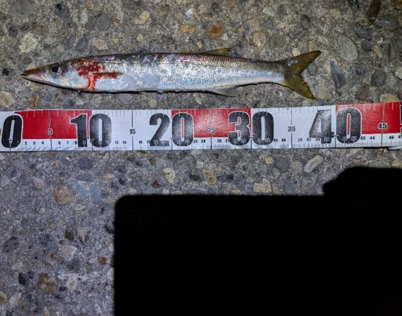 アジングのつもりが