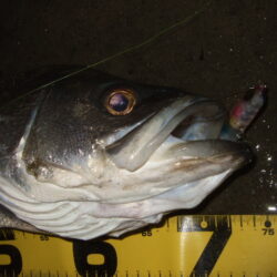 ただ巻きで釣れてしまう…