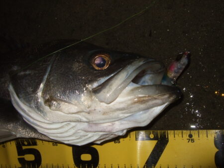 ただ巻きで釣れてしまう…