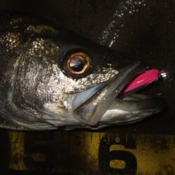 久々にベイトシーバス