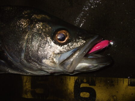 久々にベイトシーバス