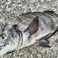 乗っ込みチヌ開幕‼【エビ撒き釣り】