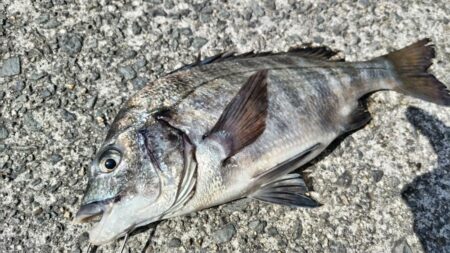 乗っ込みチヌ開幕‼【エビ撒き釣り】