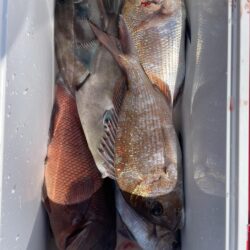 マダイカゴ釣り