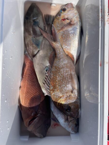 マダイカゴ釣り