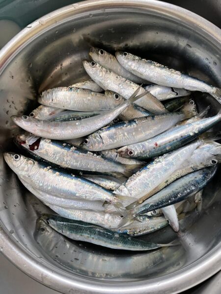 太刀魚 カマス 他青物