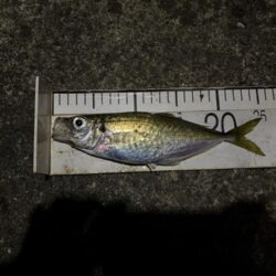 春アジング開幕?