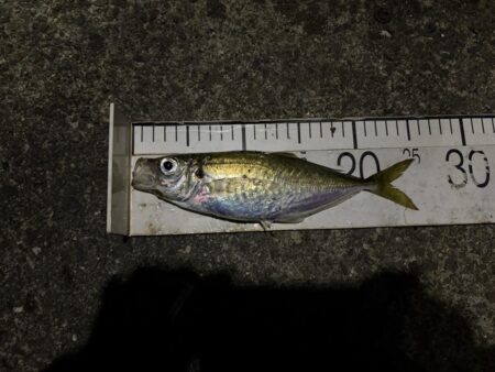 春アジング開幕?