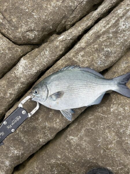 初めての磯釣り