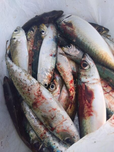 満員御礼サビキ釣り