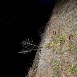 今年に入って10回目のナマズ釣行