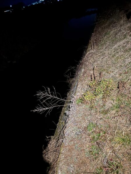 今年に入って10回目のナマズ釣行