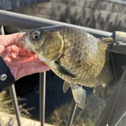 ゲストばっかのティラピア釣り