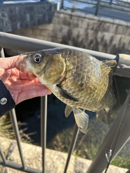 ゲストばっかのティラピア釣り